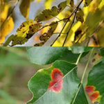 Leaves with discoloration that need to be diagnosed by Smithville tree service professional