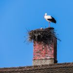 Chimney with a stork and it's nest on top